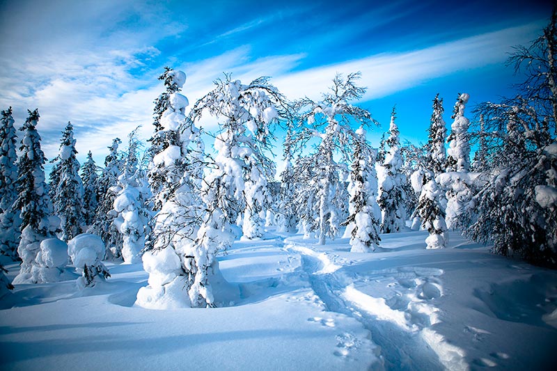Emoción Lechuguilla barba Navidad mágica en Laponia. Con Santa Claus al Polo Norte | FozStyle
