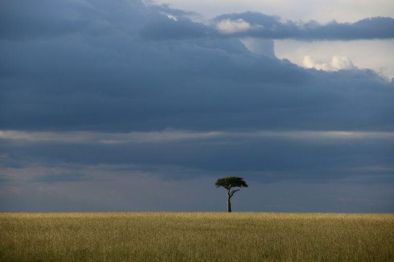 Wild Kenya