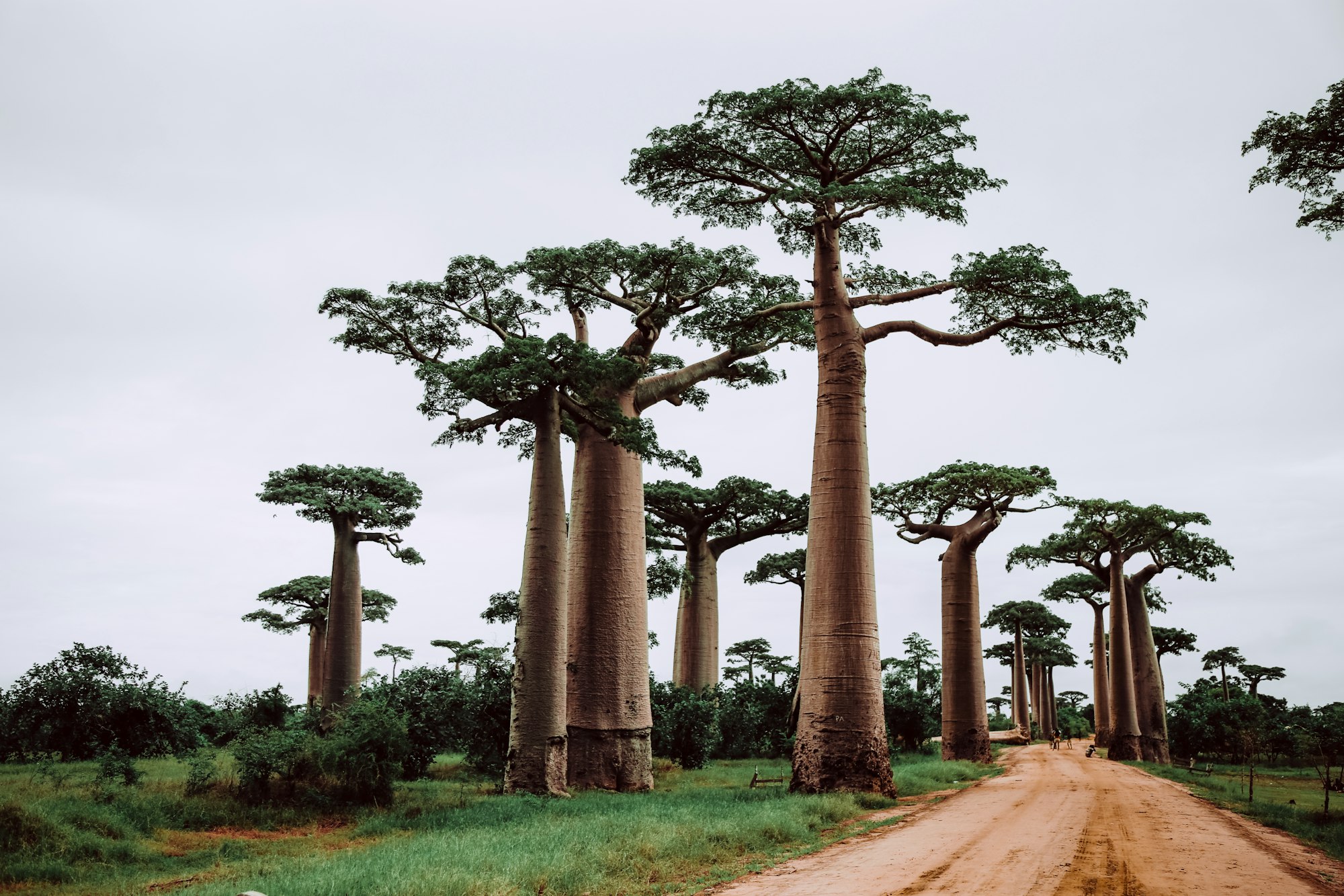 Madagascar, una isla aparte