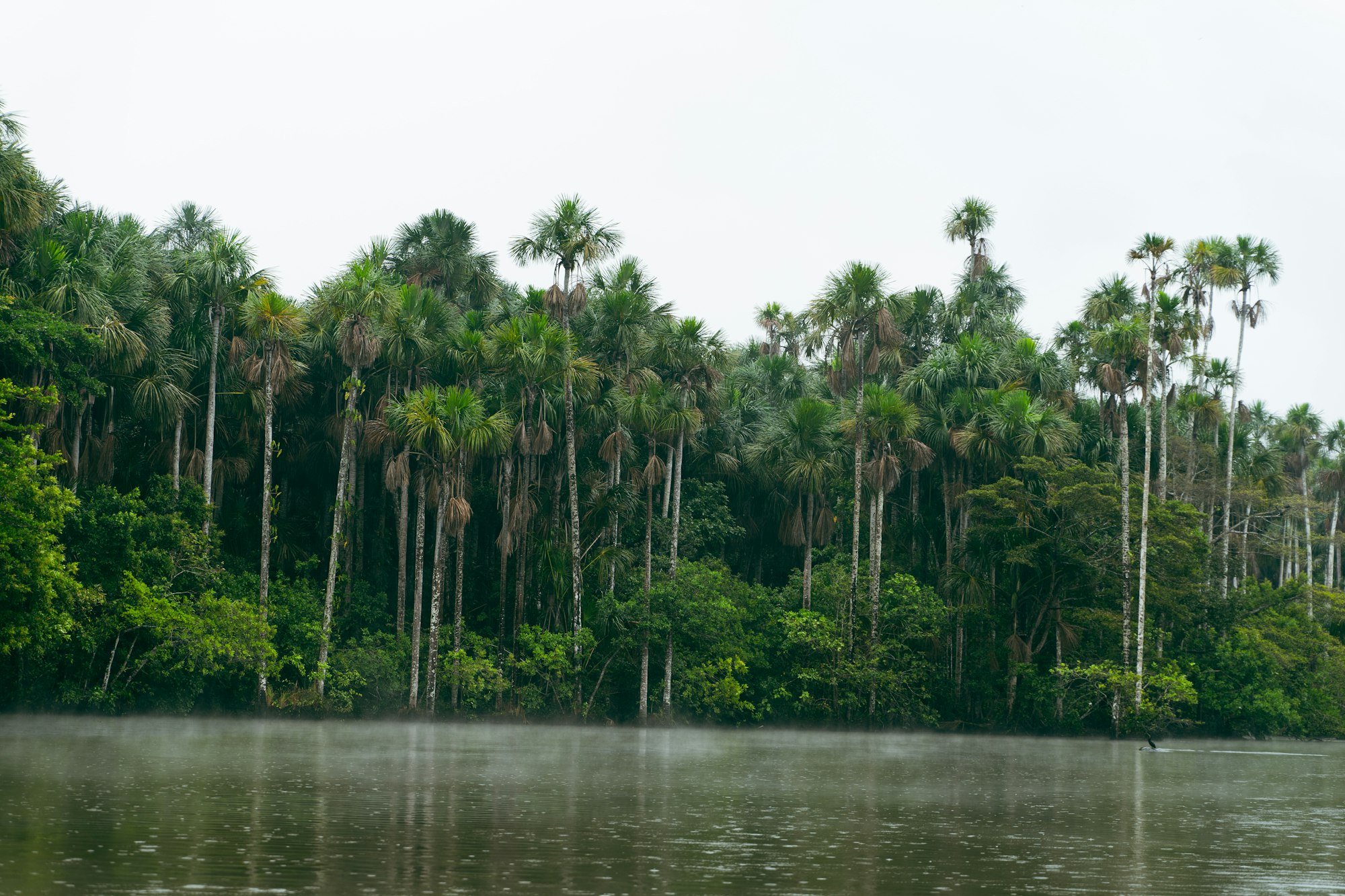 El Amazonas desde dentro