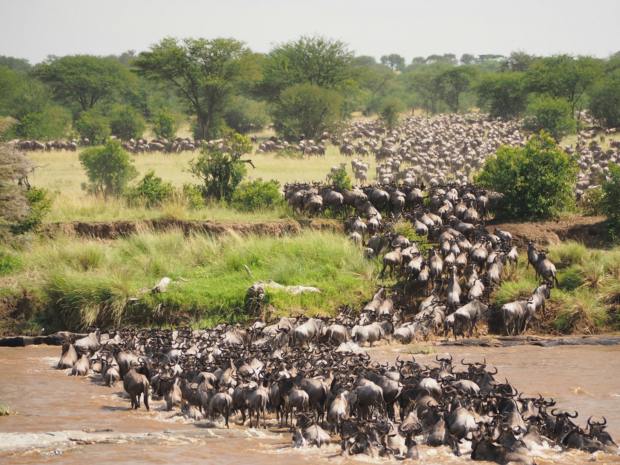 Ñus cruzando la sabana del Serengeti